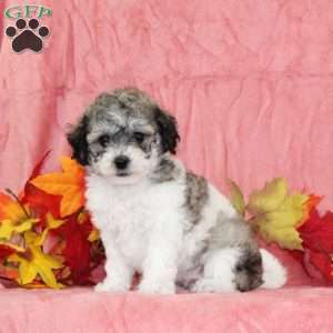 Derek, Bich-Poo Puppy
